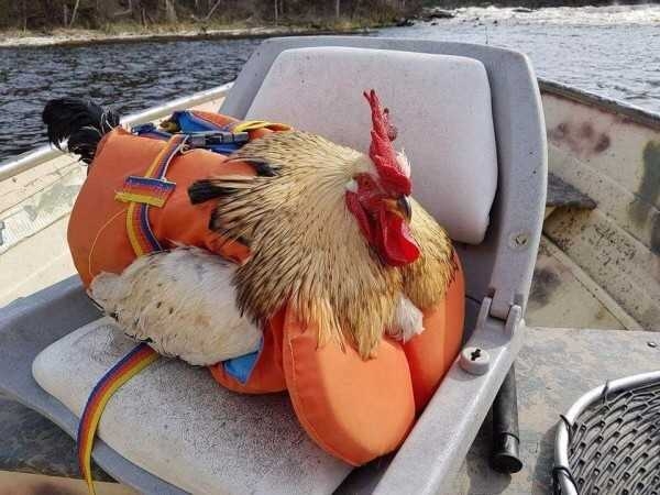 Chicken wearing a life preserver