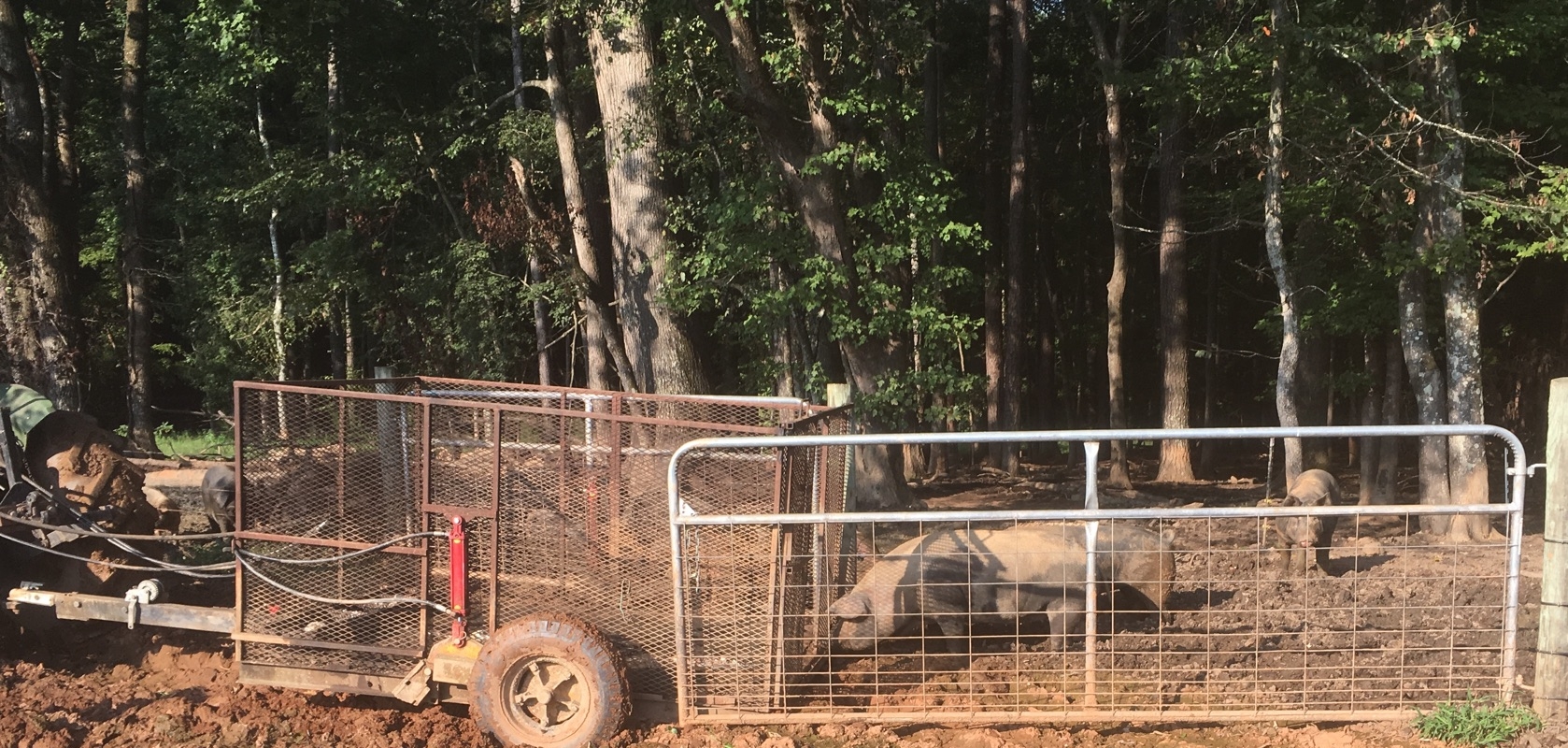 Pigs getting onto the pig trailer