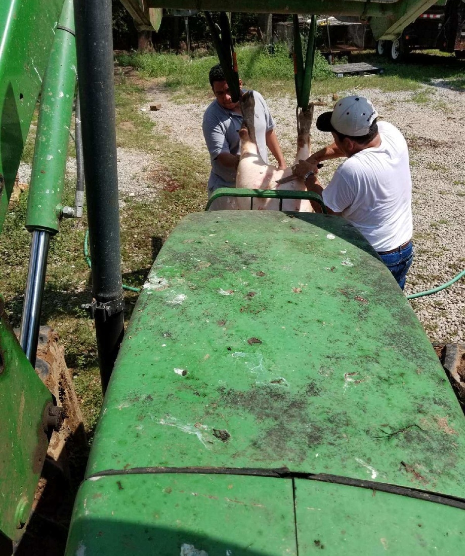 Scraping the hair off of the pig