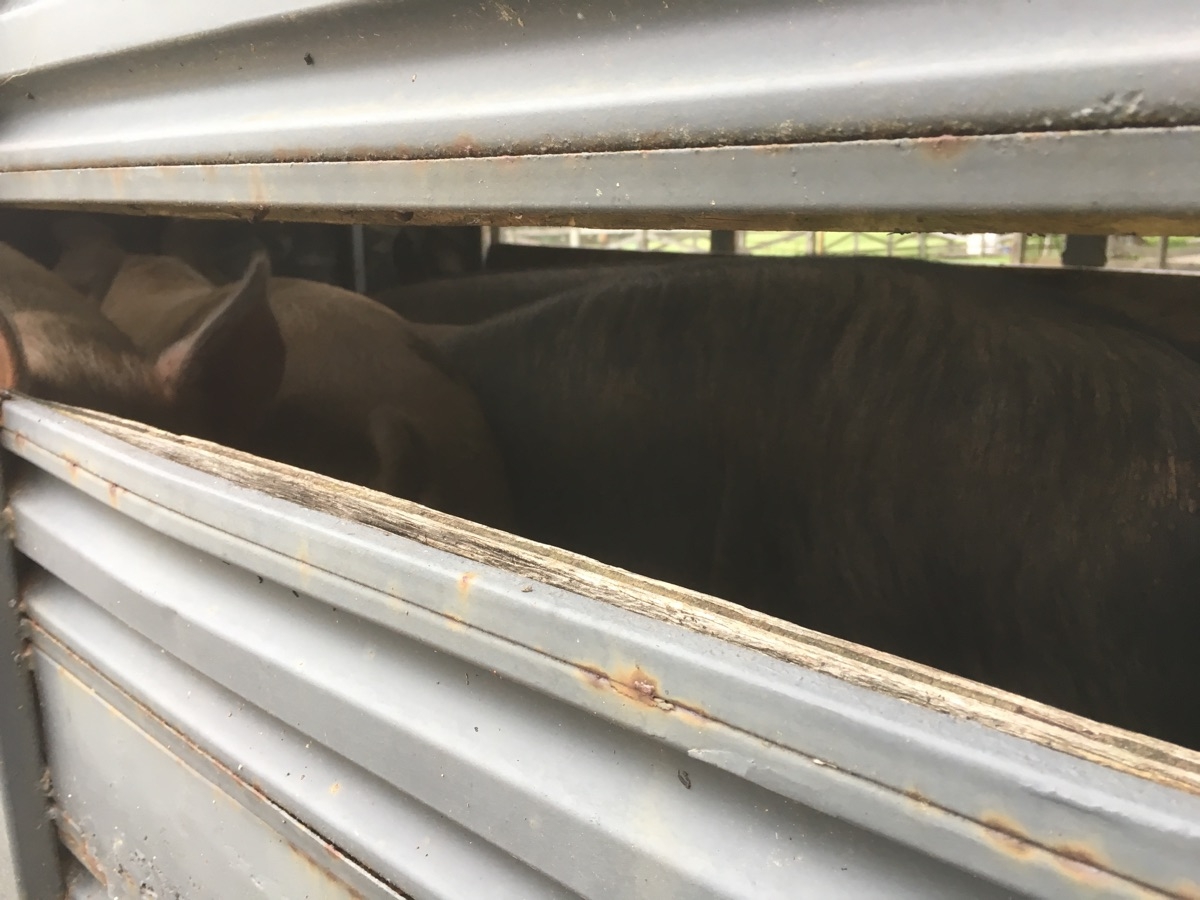 Hogs in the trailer, ready to go to market. 