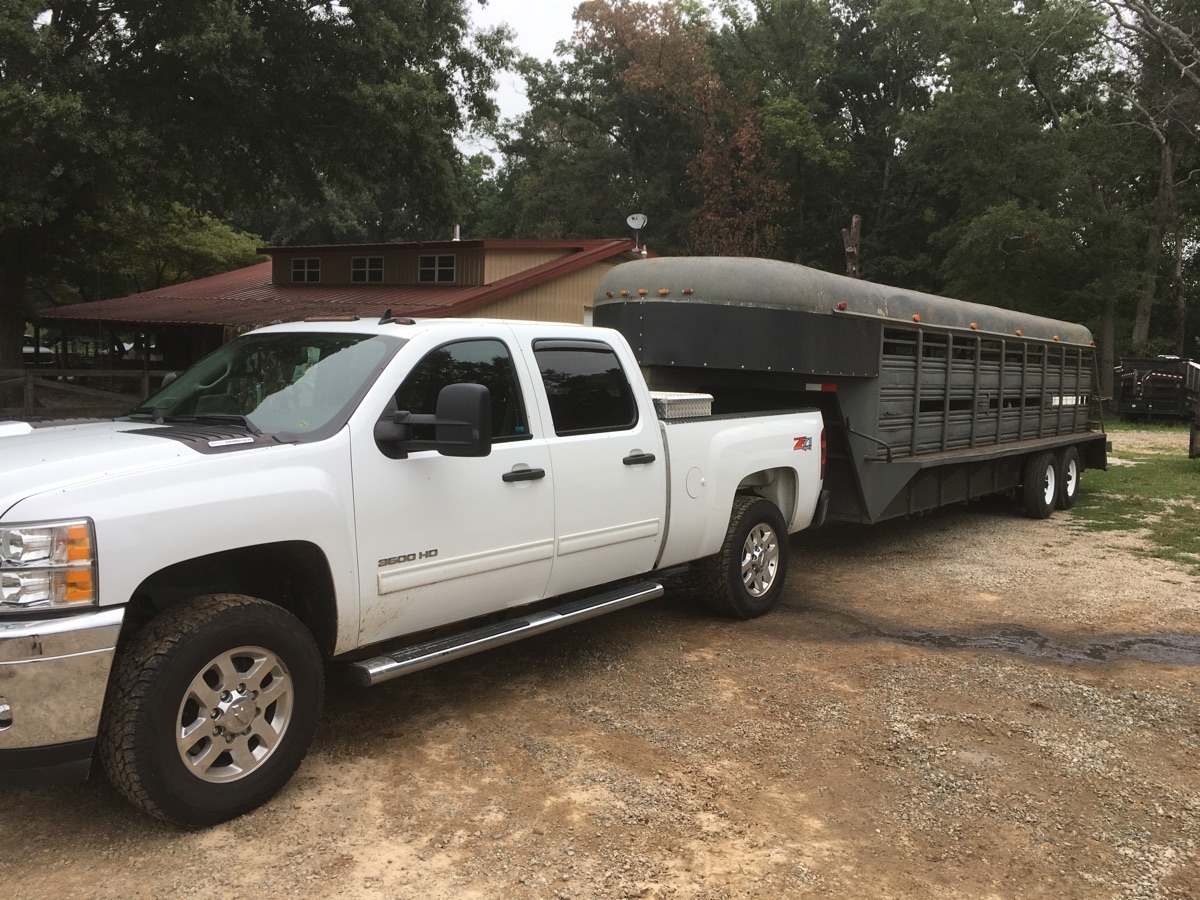 Truck and trailer loaded with hogs