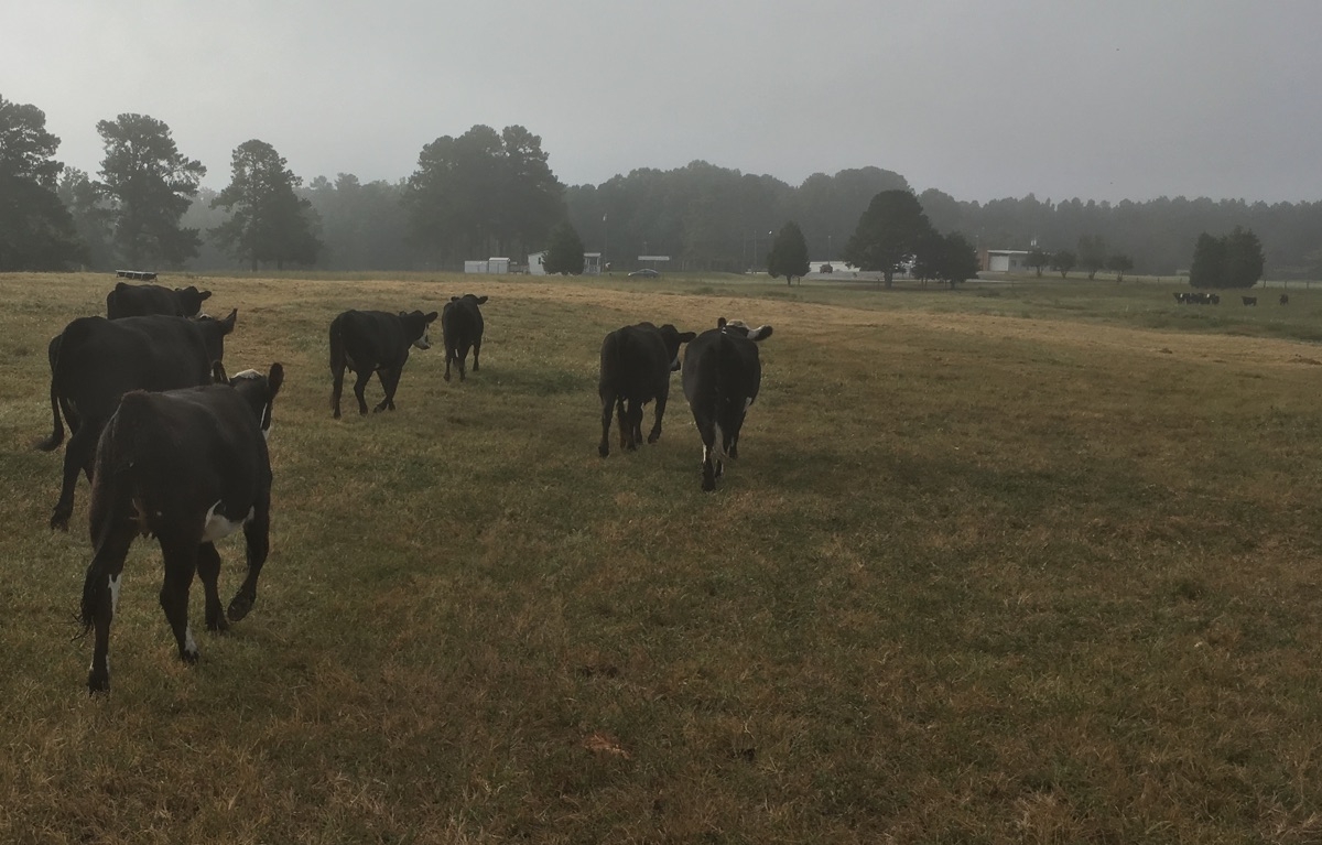 Cows coming home from Adams farm, heading towards beef cows in light fog