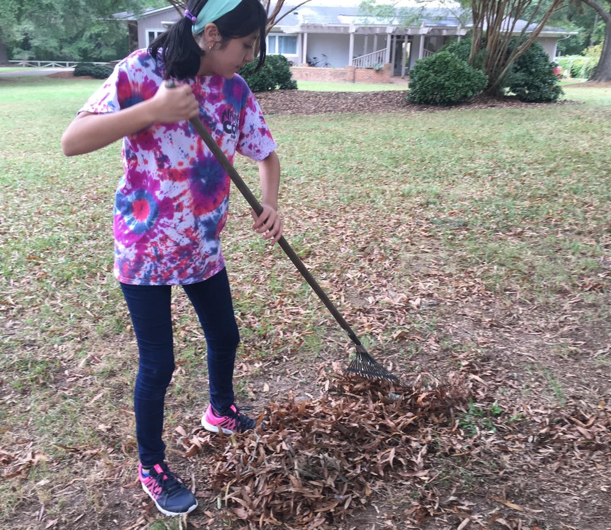 Crystal raking up a path through the yard