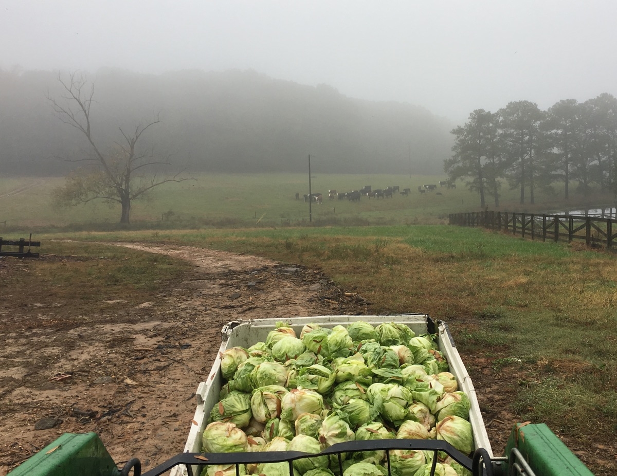 The cows, waiting patiently in the fog for their breakfast