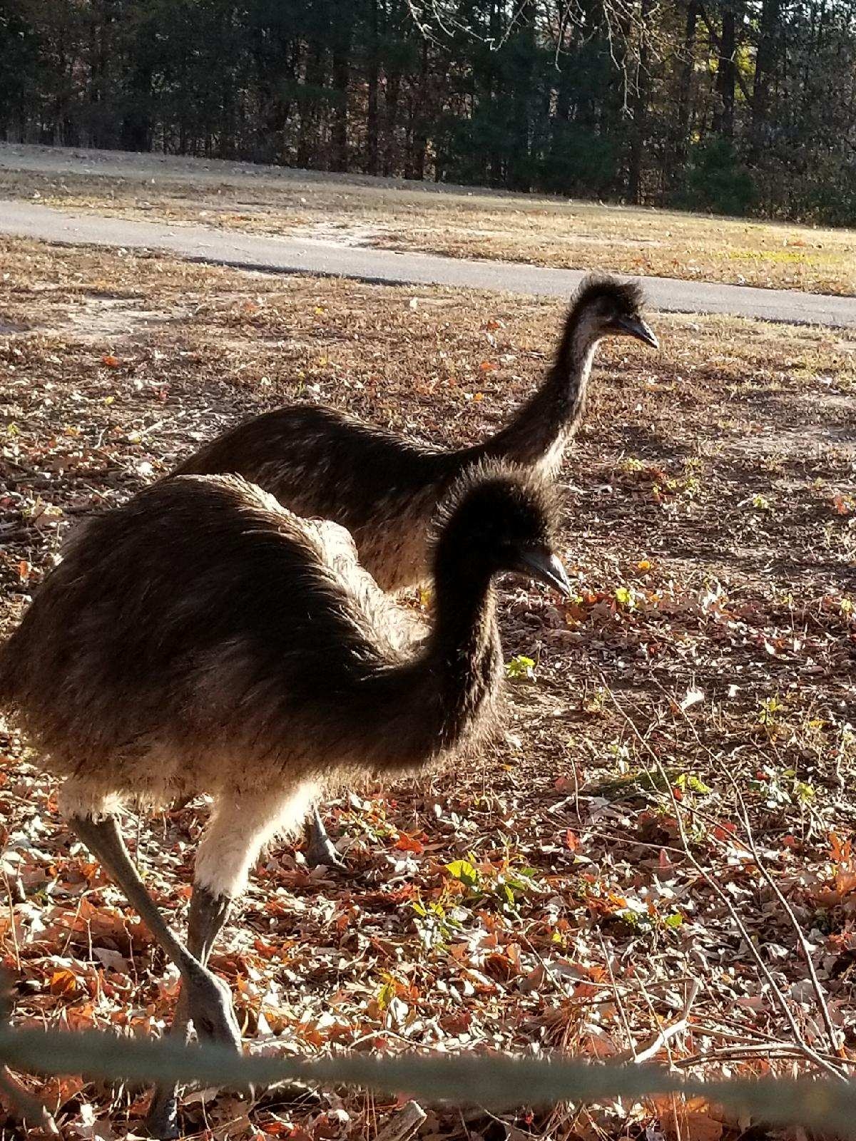 Two emus on the farm