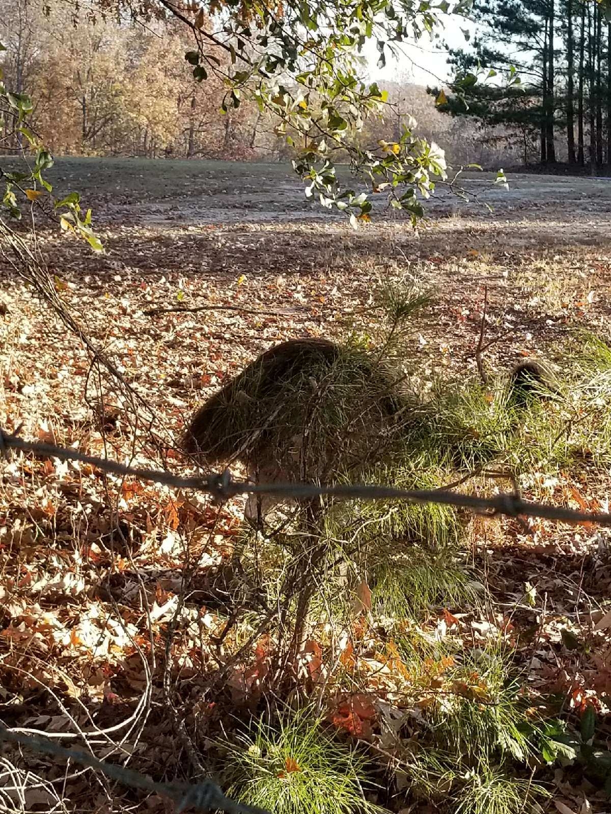 Emu on the farm, just beyond the wire. 