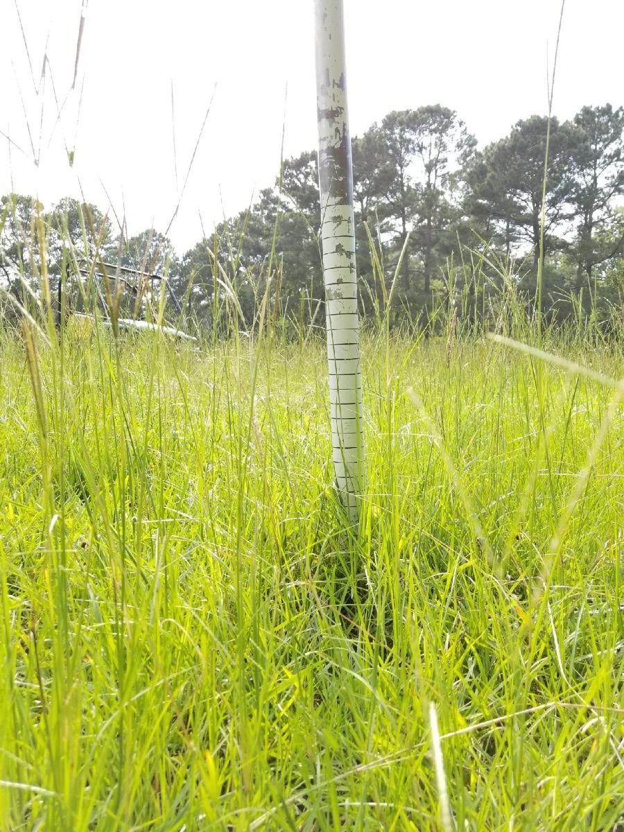 A closer view of the grass before grazing