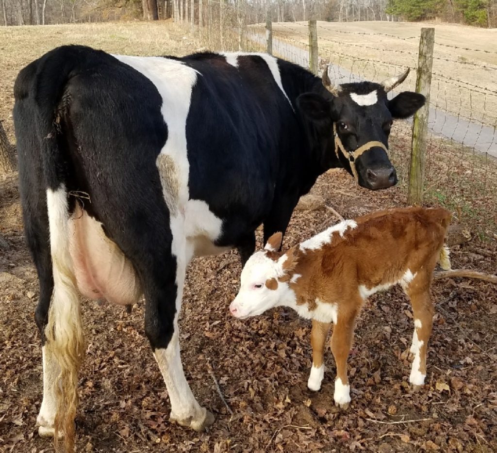 Betsy and her calf