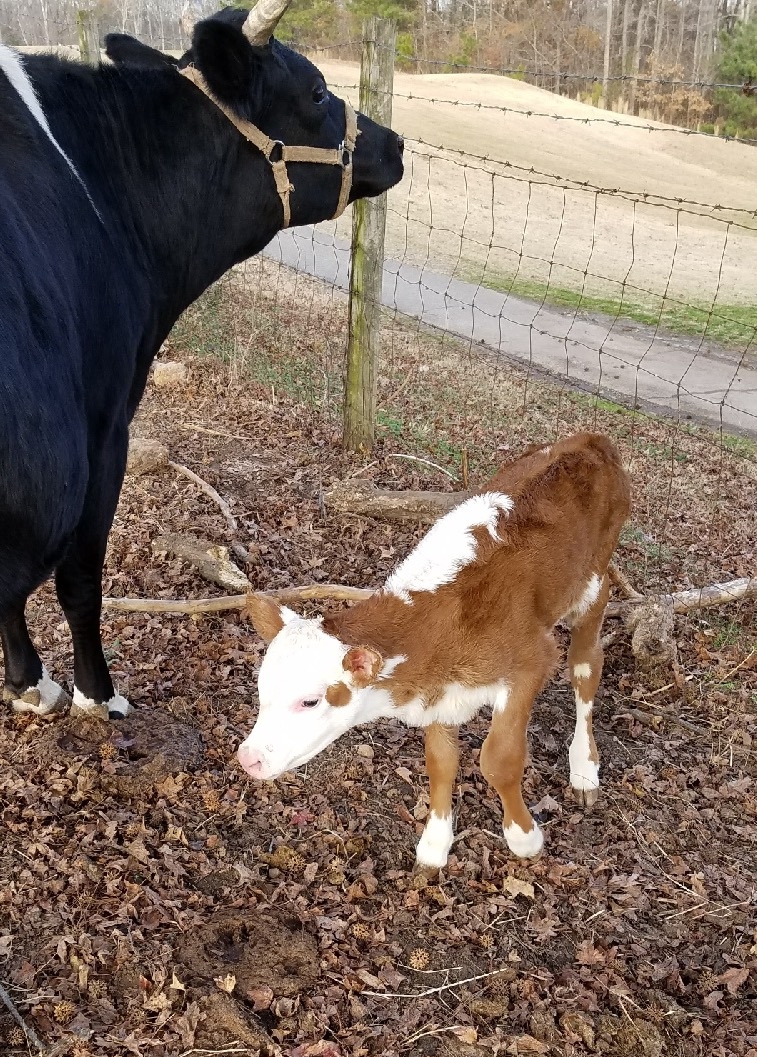 Betsy's new calf