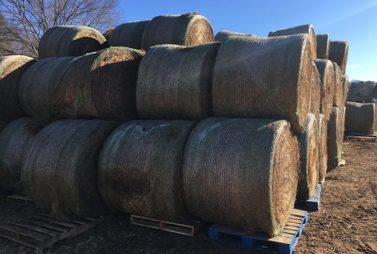 135 bales of hay for our cows