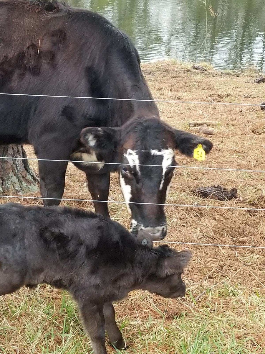 Mom checking out her calf after tagging