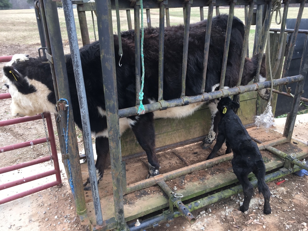 Getting that first so important milk from mom