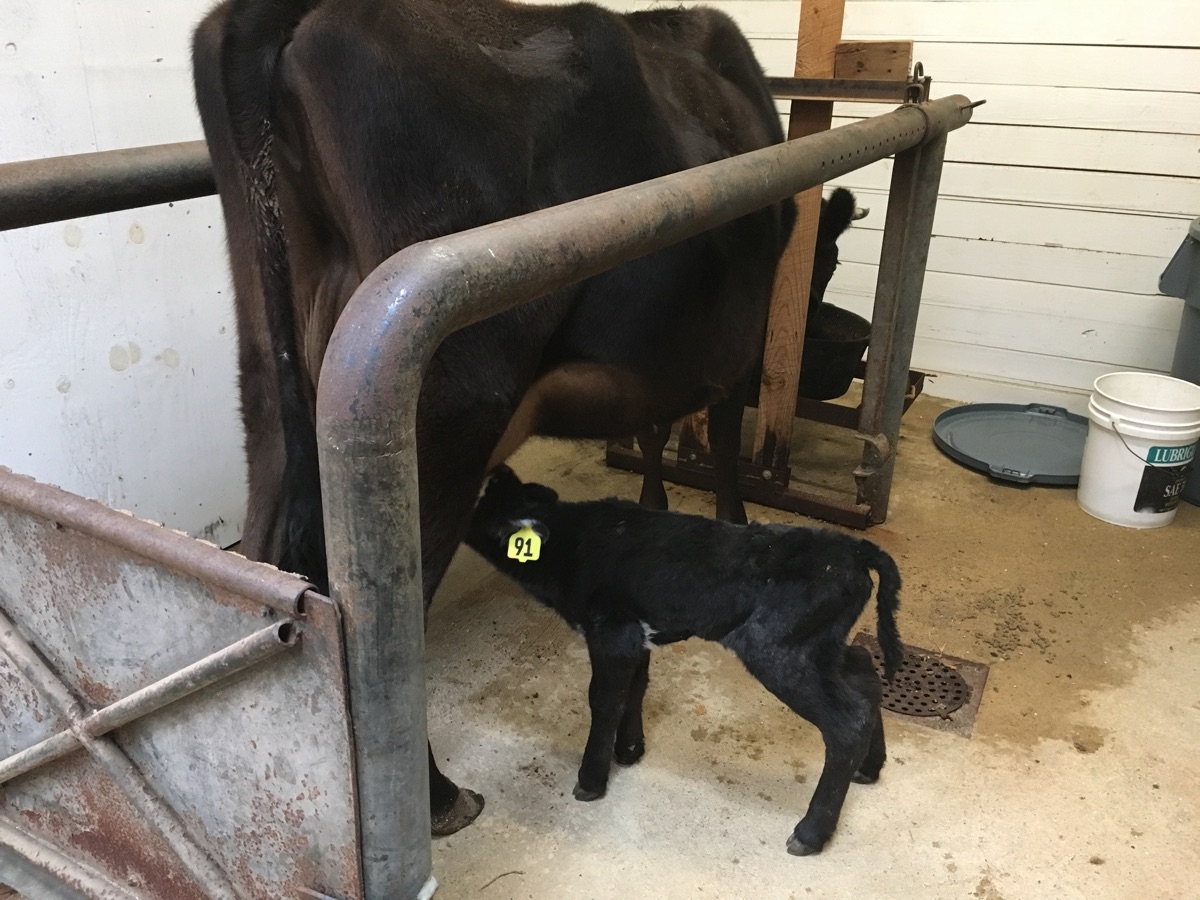 #91 nursing on Hedy in the milking parlor