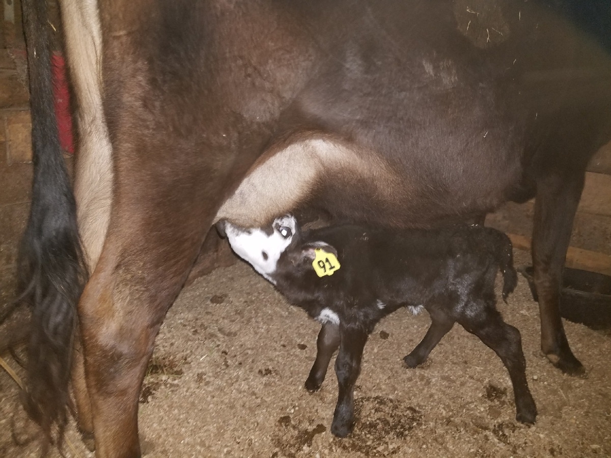 #91 nursing in the stall