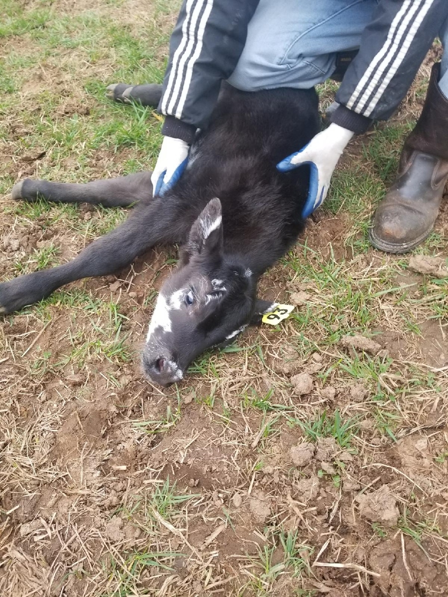 #93, banded and ear tagged