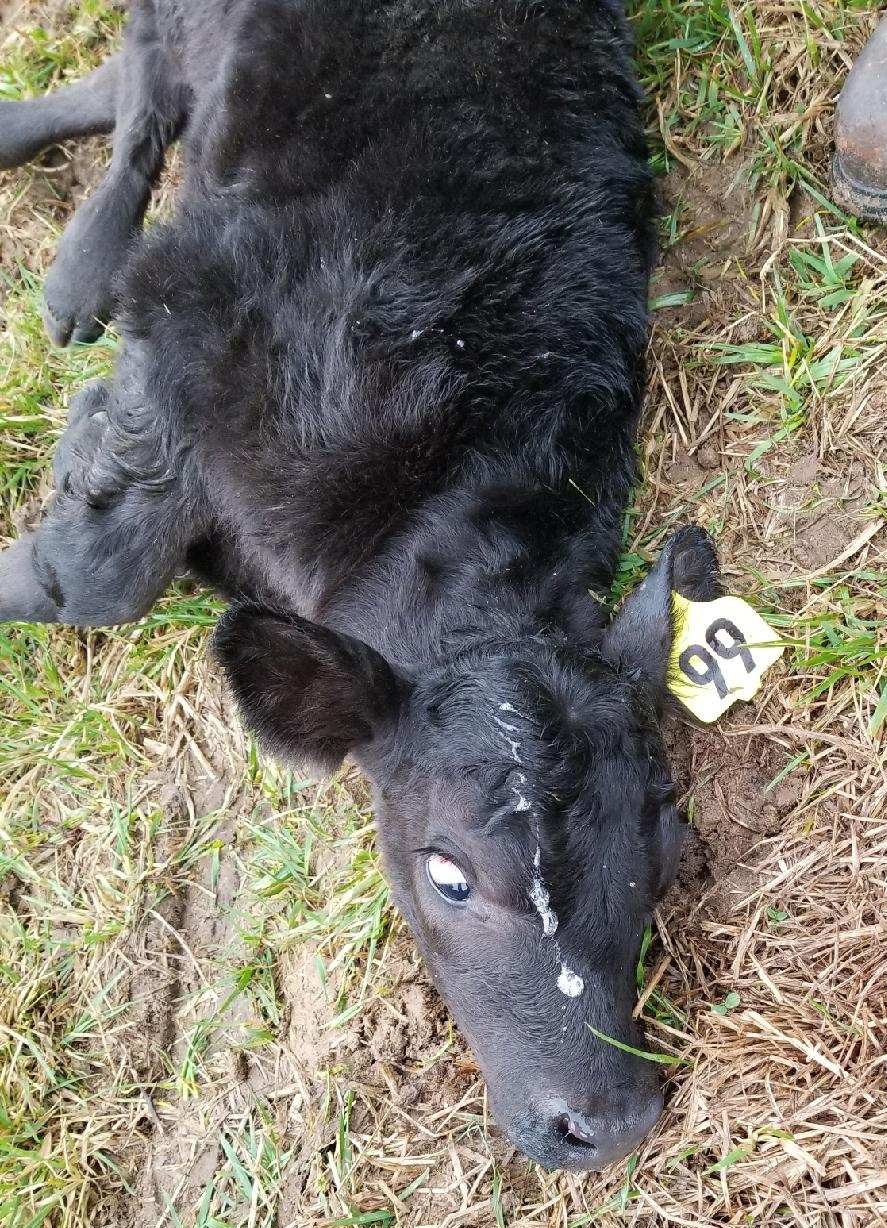 #99 just after being ear tagged. Mom is right there. You can tell by the drool on his head.