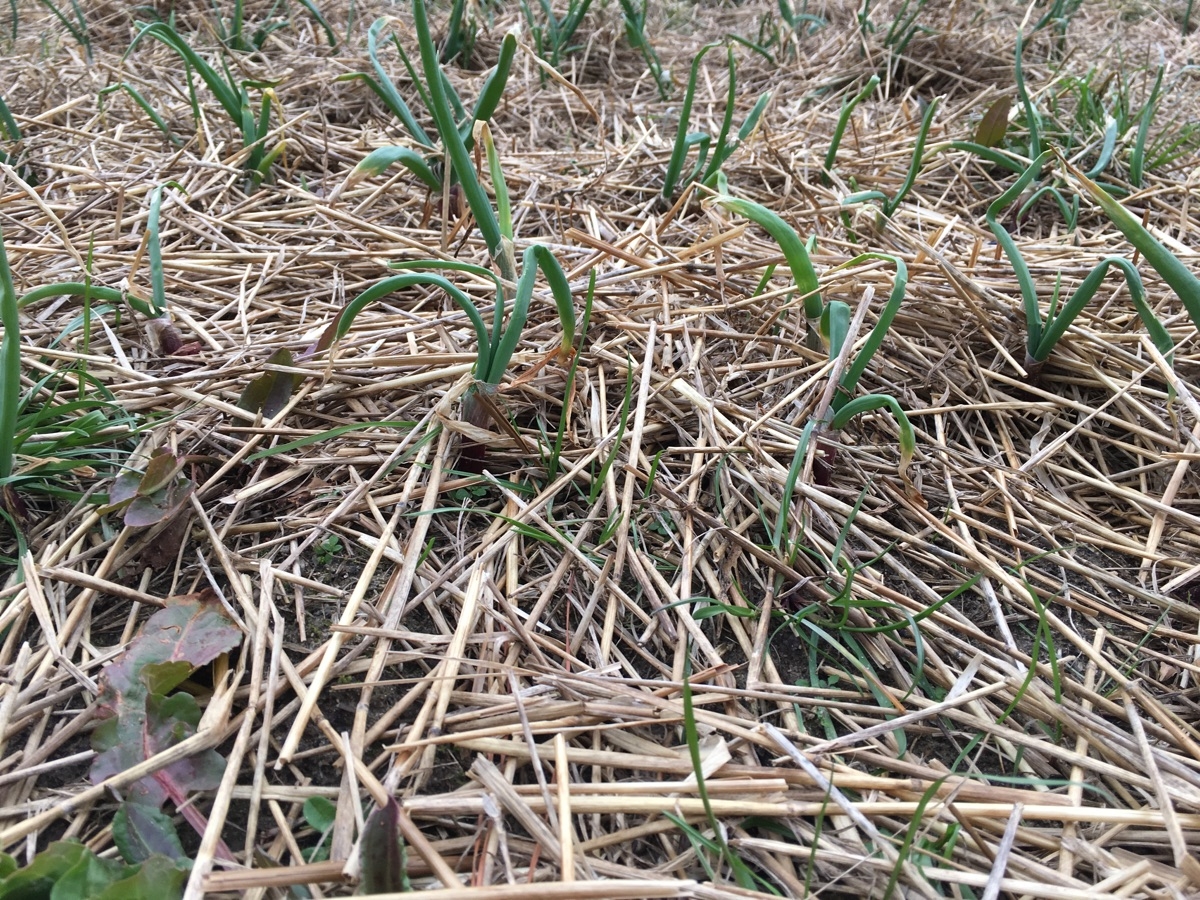 Onions growing through straw