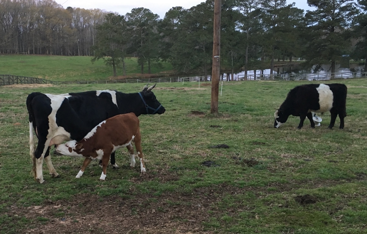 Calf nursing Betsy