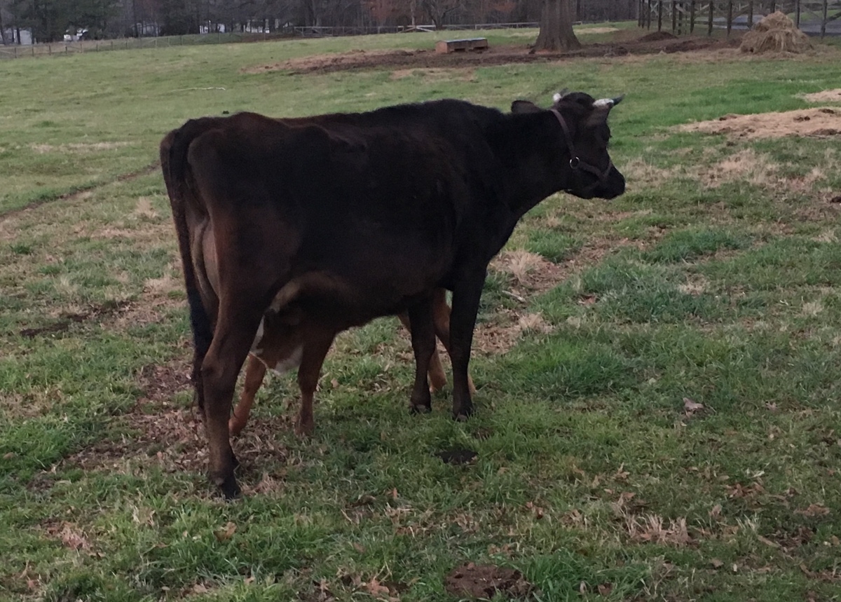 Calf nursing Hedy