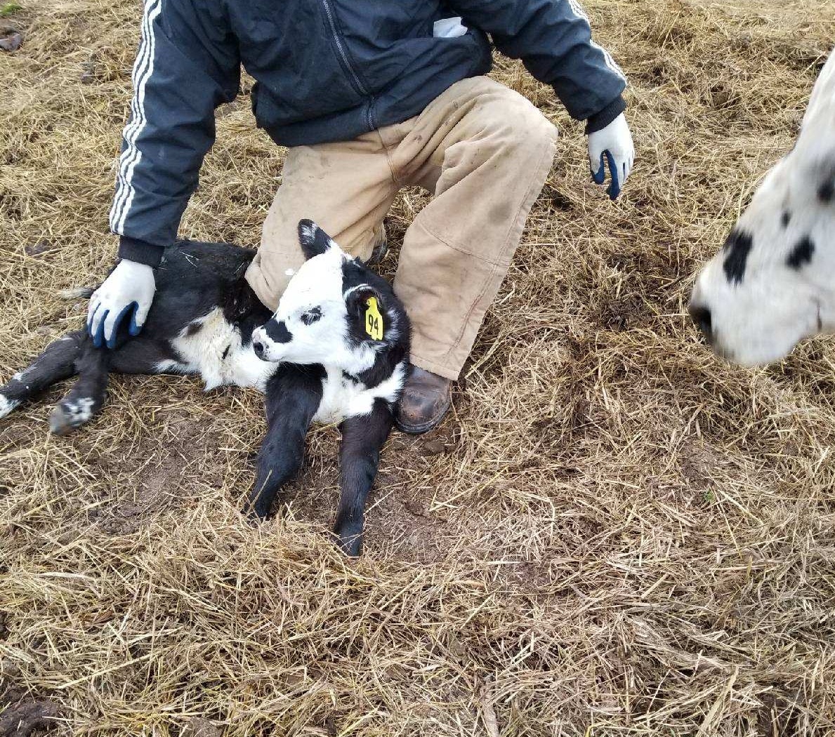 Our new little girl calf, #94