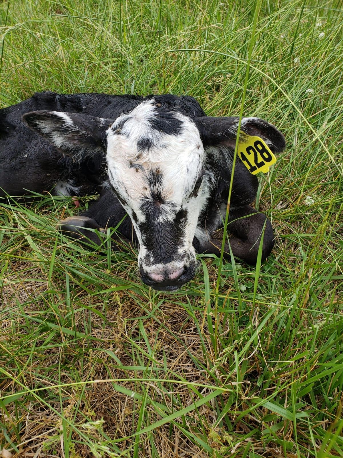 #128 lounging in the grass after being ear tagged and banded