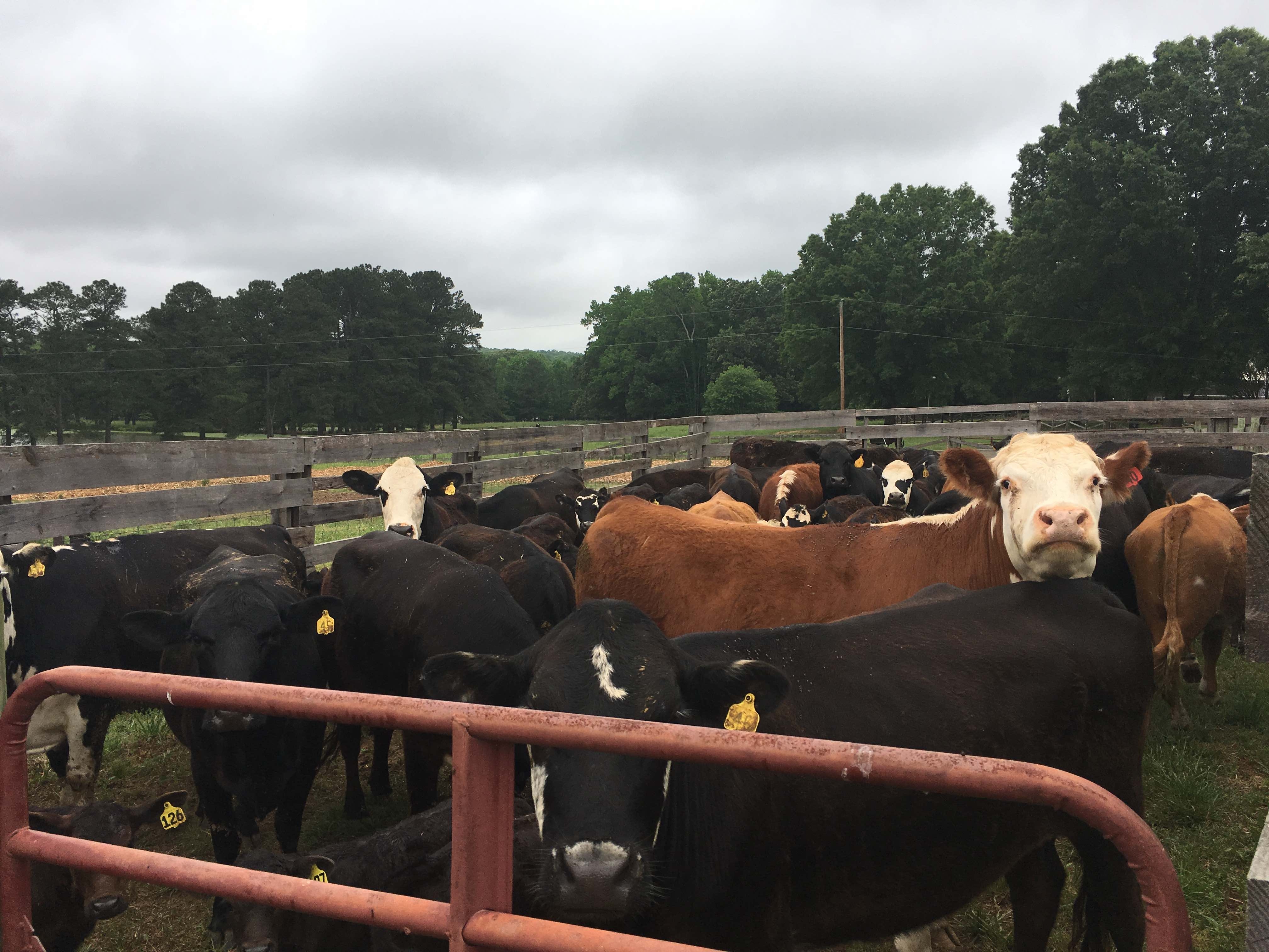 Cows in the corral, waiting to be sorted