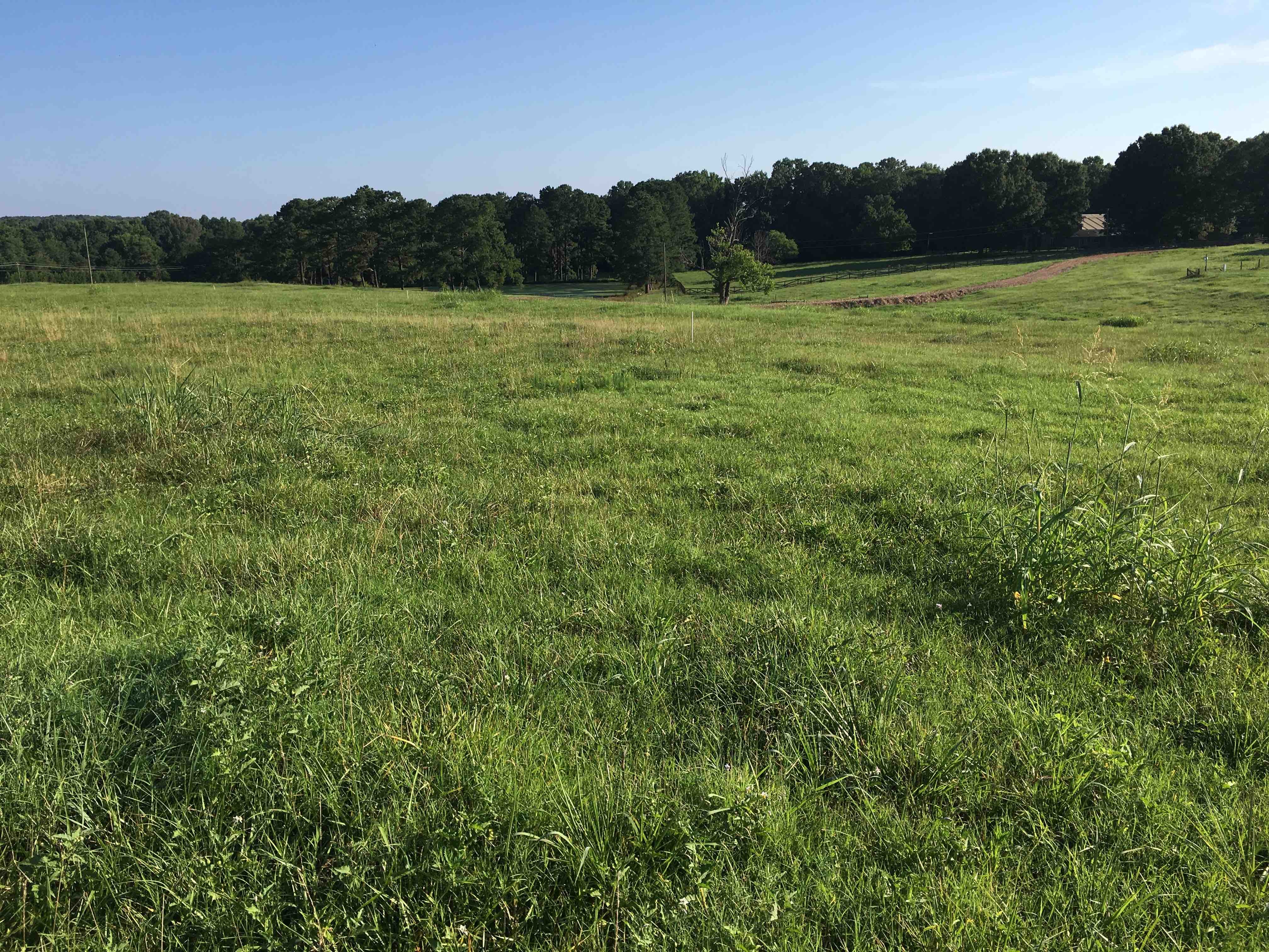 Pasture with excellent grass stand