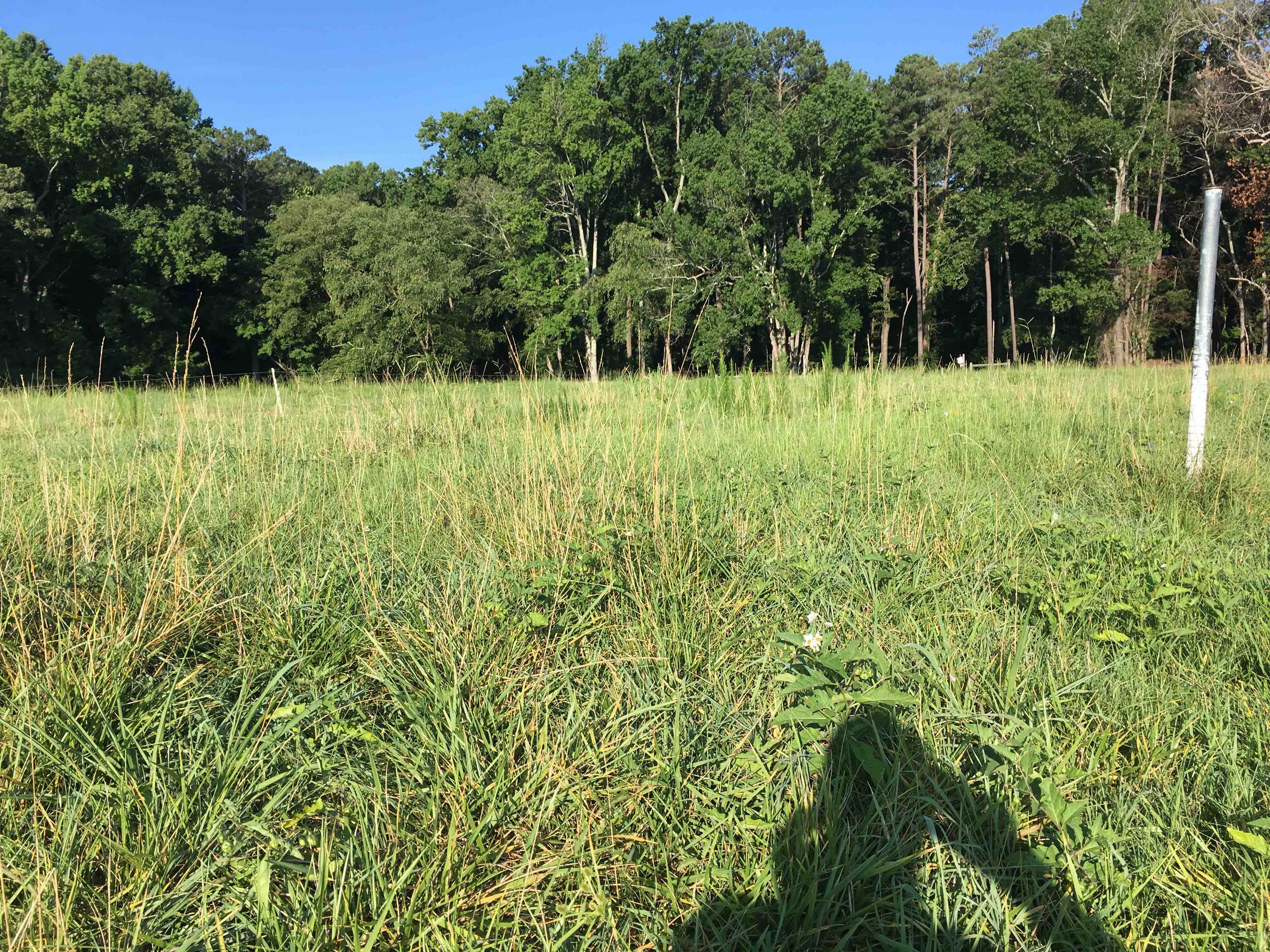 Before grazing, the view in the paddock