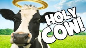 Cow with a halo, Holy Cow