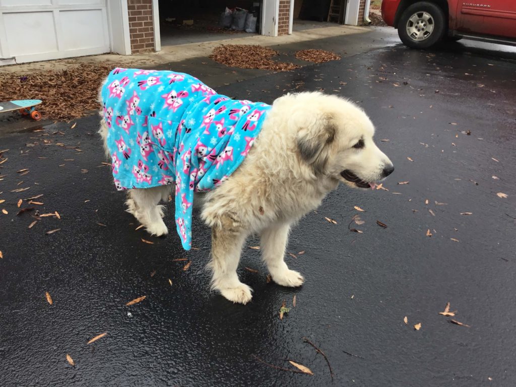 Cotton in her last days, wearing a bathrobe that Myla had put on her