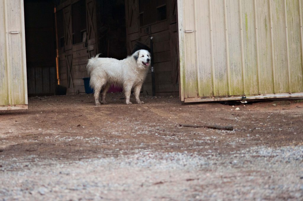 Coton at work in the barn