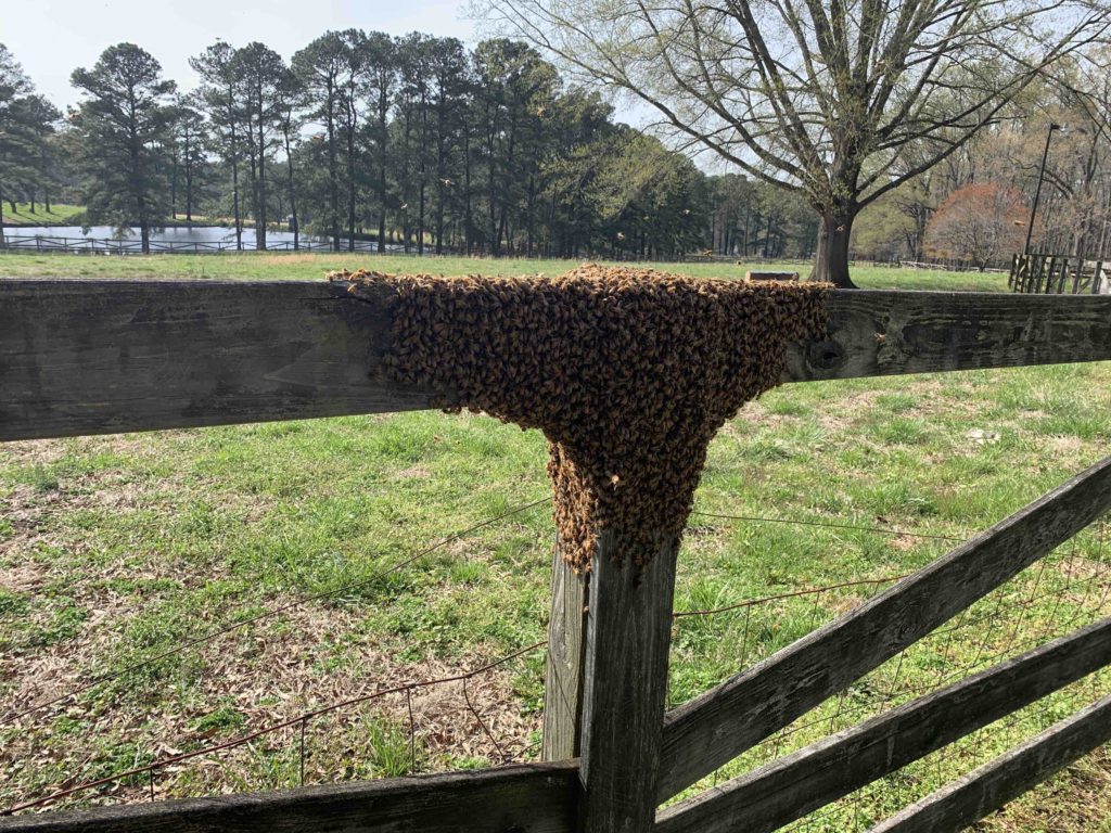 A swarm of honey bees