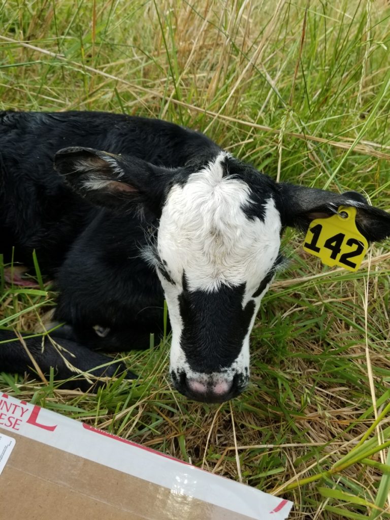 A pretty little spring calf, #142