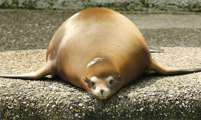 Fat sea lion laying on concrete