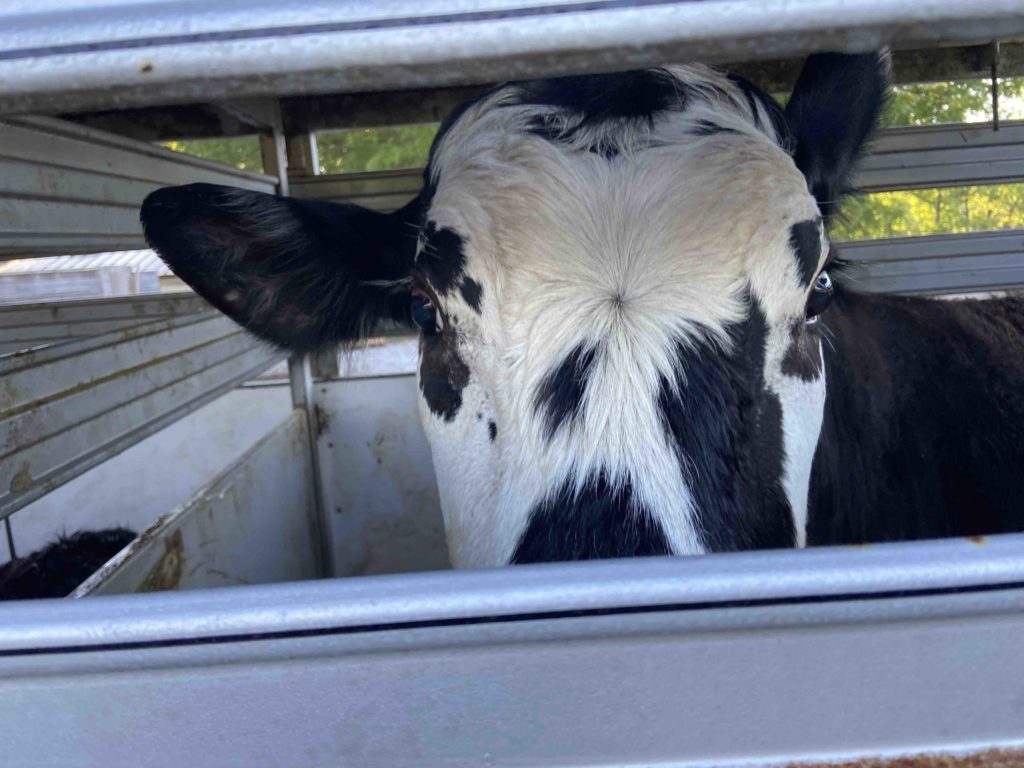 Cow standing on a trailer.