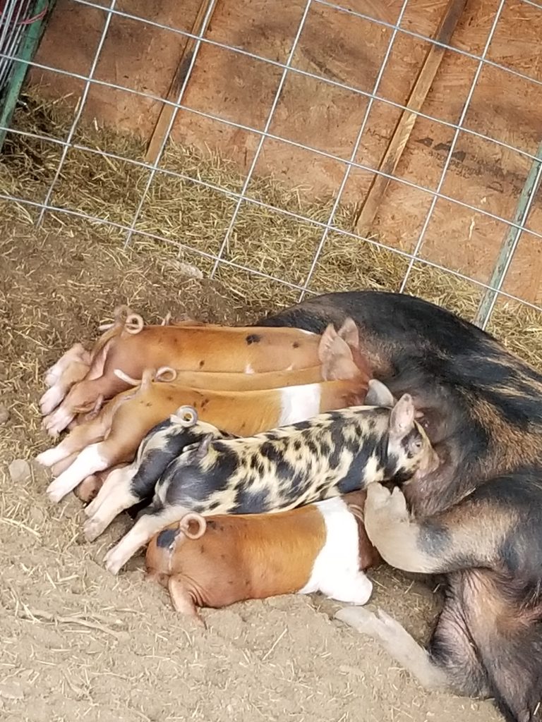 piglets nursing from their mom