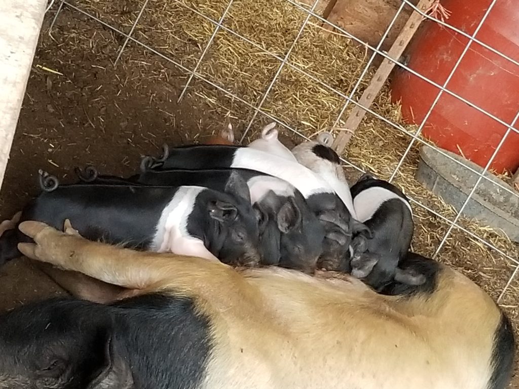 Piglets nursing from their mom