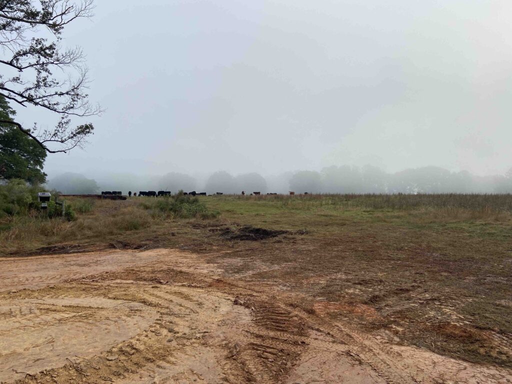 fog and cows at the farm